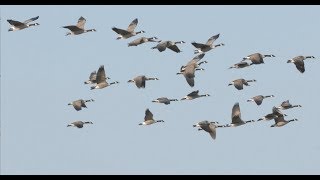 Hired to Hunt Season 4 3 Only Time Will Tell Goose and Duck Hunting Limit Hunts in Alberta [upl. by Arnelle816]