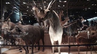 HD国立科学博物館・大型哺乳類剥製標本群  Animal Taxidermy [upl. by Aennyl]