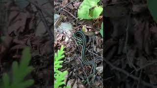 Eastern Garter Snake [upl. by Eelyab936]