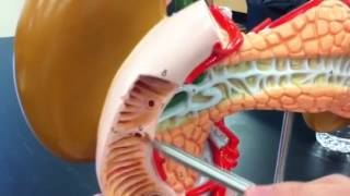 Liver spleen pancreas kidneys model [upl. by Buehler]