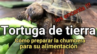 ❤️Tortuga de tierra preparando la planta de nopal para su alimentación [upl. by Jacobsen955]