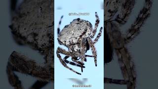 Darwins Bark Spider  The Strongest Silk of All Spider [upl. by Leupold]