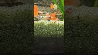 Male Guppy 🐟 Shorts Guppy Guppies AquariumLiveStream4U [upl. by Beverley537]