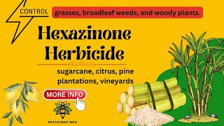 Hexazinone Herbicide for grasses broadleaf amp woody weeds in sugarcane citrus vineyard and other [upl. by Gnilyarg203]