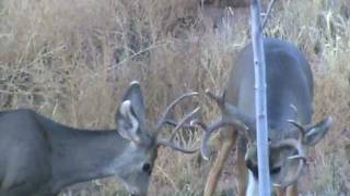 Colorado Mule Deer shreds the bark off my maple tree [upl. by Flossie]