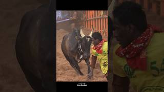 Rowdy ‼️ Jallikattu Videos [upl. by Kcirded]