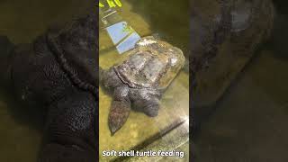 Giant soft shell turtle feeding  Labilabi makan [upl. by Thilde]