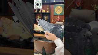 مشاء الله 🥰🥰 pigeon birds kabootar اكسبلور طيور صيد pets دويتو حمام kabutar [upl. by Wilburn]