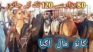 Shahpur kanjra mandi lahore 2024 today  Cow mandi 2024 lahore  Lahore shahpur kanjra mandi 2024 [upl. by Hnahym]