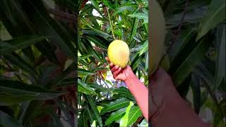 M anvi maje mango Ann al keyi mango batis avem Hmmmm li gou garden gardening foodgarden [upl. by Bowie220]