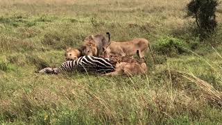 Lions eat zebra at Nairobi national park [upl. by Soilissav]