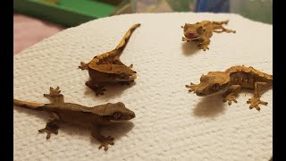 How I Feed My Baby Crested Geckos [upl. by Dub345]