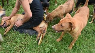 Another Dog Fight at Territorio de Zaguates [upl. by Sewel]