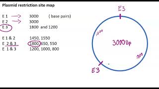 Mapping restriction sites on Plasmid DNA tutorial 2 [upl. by Neuburger]