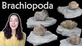 Brachiopoda  Invertebrate Paleontology  GEO GIRL [upl. by Akela]