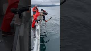 Gaffing King Salmon alaska fishing sitka kingsalmon salmon fishingvideo [upl. by Ila738]