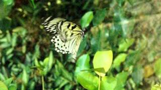 Schmetterling im Schwebeflug in Zeitlupe [upl. by Corina111]