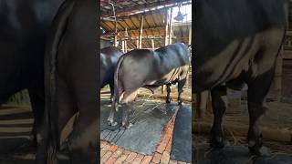 Gabtoli Haat Update September 2024 goruloversofchattga viralvideo bullsfight cow [upl. by Nylorac]