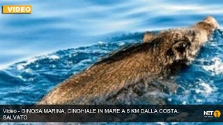 Video  GINOSA MARINA CINGHIALE IN MARE A 6 KM DALLA COSTA SALVATO [upl. by Iek233]