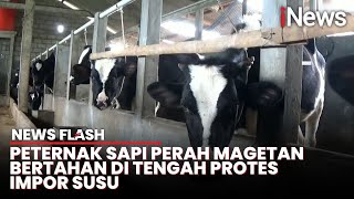 Kualitas Bersaing Impor Susu Tak Pengaruhi Peternak Sapi Perah di Magetan [upl. by Doy357]