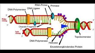DNAReplikationTranskription und Translation [upl. by Yer]