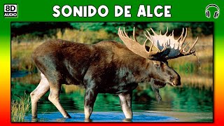 SONIDO DE ALCE 🦌 [upl. by Aniteb]