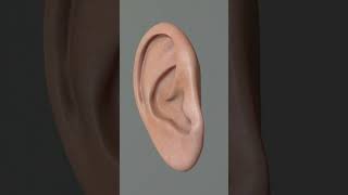 Pina ear biology medical anatomy [upl. by Eitac]