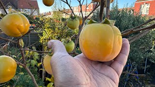 Cioccolatino Persimmon Tree Update [upl. by Cole]