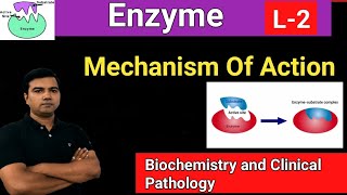 Enzyme L2 Mechanism Of Action [upl. by Ceil287]