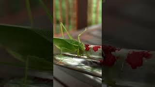 Cricket Eating Tomato Sauce  Katydid in the wild  Cricket insect shorts grasshopper viral [upl. by Rauch365]