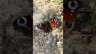 Schmetterling Бабочкаshots shortvideo short schmetterling бабочка [upl. by Yrrem]