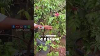 Star Fruit  Carambola  Green Agro Farm Randathani [upl. by Othella]