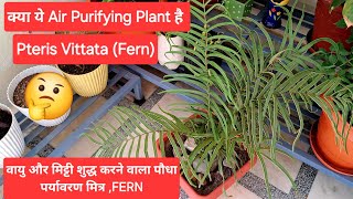 वरदान है यह पौधा  स्वच्छ हवा और मिट्टी के लिए  Pteris Vittata का पौधा इस Fern का अद्वितीय लाभ [upl. by Ekalb]