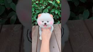 teacup dog price in India  Pomeranian puppies pomeranianpuppies shorts viral trending rajesh5g [upl. by Ahen]