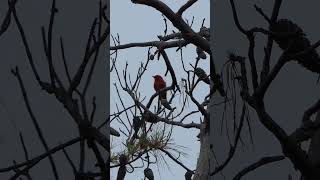 Scarlet Tanager sings from tall Pine [upl. by Aihsema]