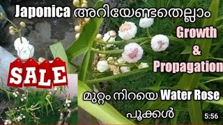 JaponicaJaponica plant careWater RoseJaponica propagationWaterplants malayalamJaponica planting [upl. by Acinnad]