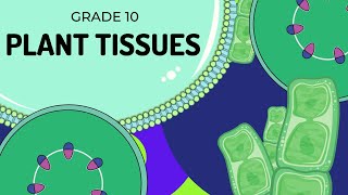 PLANT TISSUES  EASY to UNDERSTAND [upl. by Parks]