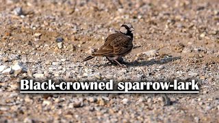 Blackcrowned sparrowlark [upl. by Sielen]