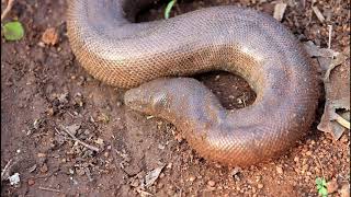 Red Sand Boa believed as Double Headed Snake [upl. by Mowbray363]