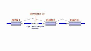 Mutaciones que activan un lugar críptico de ayuste splicing [upl. by Seem351]