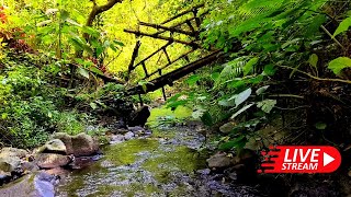 Beautiful Peaceful River Forest Sounds with Birds chirping for sleeping River Forest Sound Calm [upl. by Cinom]