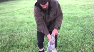 How to Skin and Gut a Rabbit in 10 Seconds Kiwi Bushman Styles [upl. by Oni890]