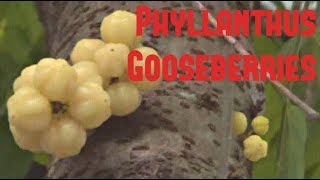 Star Gooseberry Lao Gooseberry Amla  Weird Fruit Explorer Ep 37 [upl. by Nosnek]