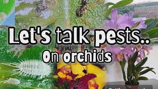 Pests on orchids treatments different types of pests various pesticides [upl. by Eniamahs101]