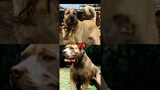 TURKISH KANGAL VS BANDOGTOSA INUCANE CORSODOGO DE BORDEAUXBITE FORCE [upl. by Aliuqehs]