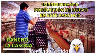 ASÍ ES UN RANCHO AVÍCOLA PRODUCTOR DE HUEVORANCHO LA CASONARANCHOS DE SINALOA [upl. by Amaj]