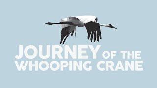 Journey of the Whooping Crane [upl. by Gregorius]