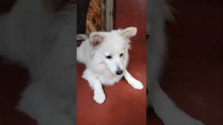 Jerman spitz cute dogCute dogviralvideo doglover shortclips viralvideoshortvideos [upl. by Caton]