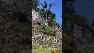 Partridges singing and capras moving in Alborz MountainsIran [upl. by Ijuy]