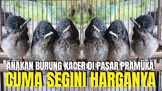 CEK HARGA BURUNG KACER ANAKAN TERKINI DI PASAR BURUNG PRAMUKA JAKARTA TIMUR [upl. by Wehtta]